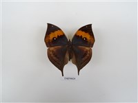 藏品(枯葉蛺蝶)的圖片